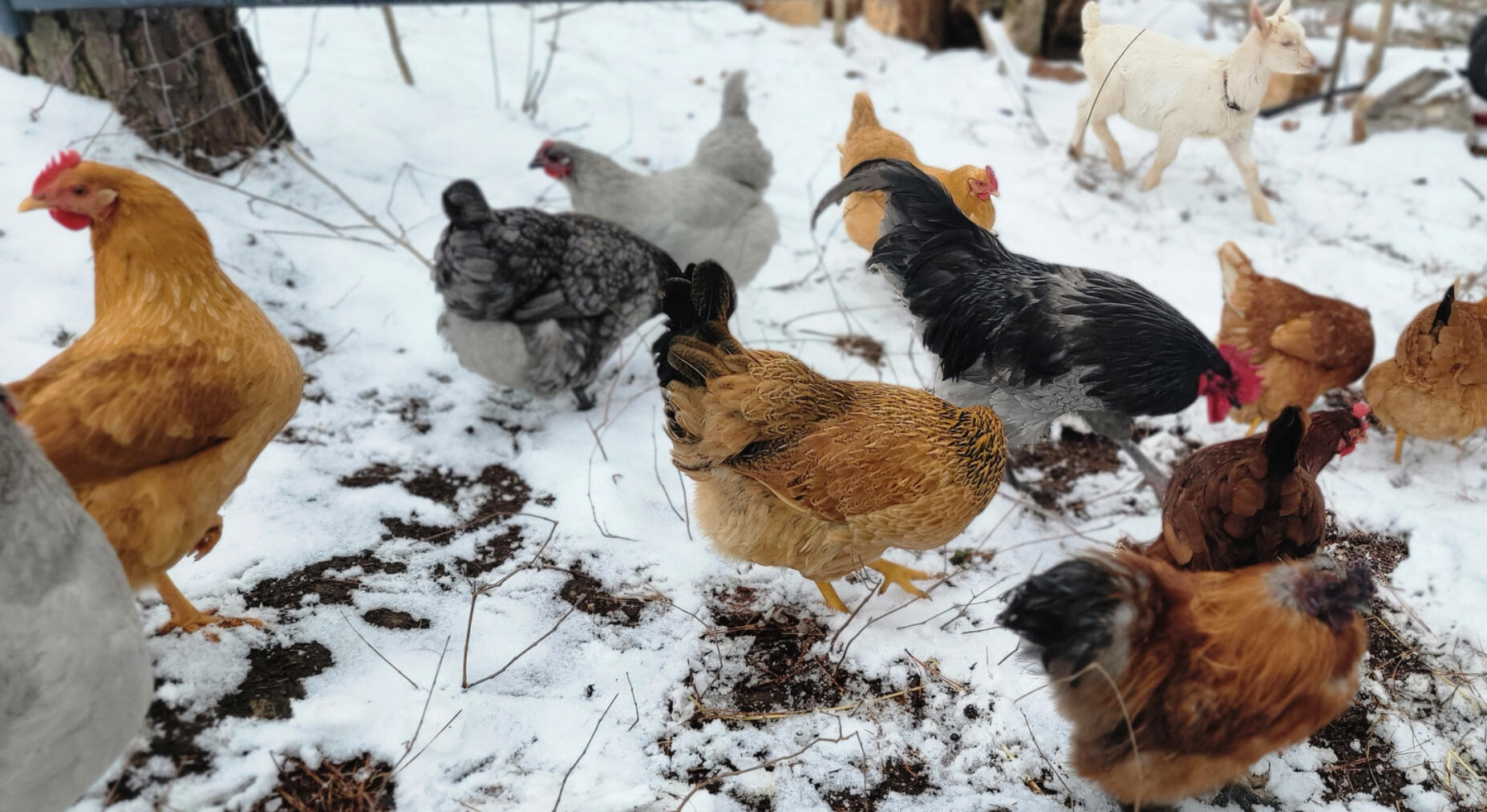 Our happy chickens!